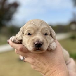 Pink Girl - Apricot female Goldendoodle puppy in Mc Kinney, Texas from Safari Doodles