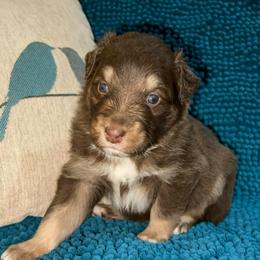 Cupid - Red tri-color male Australian Shepherd puppy in Piedmont, Oklahoma from HeartDriven Aussies