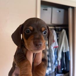 Chase Jr. - Chocolate and tan male Dachshund puppy in Yuba City, California from The Navarro Furbabies
