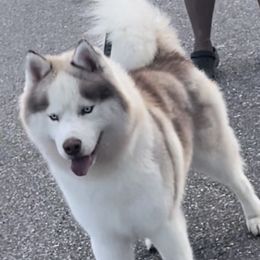 Rocky - Siberian Husky