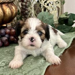Charles - Black gold and white male Cavatzu puppy in Oklahoma from Rocky Oak Cavaliers & Biewer Terriers LLC