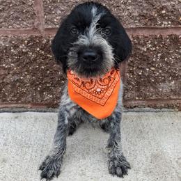 Boy 3 - Black and white male German Wirehaired Pointer puppy in Potosi, Wisconsin from Point and Flush Gun Dogs