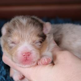 AKC Cane - Chocolate merle male Pomeranian puppy in Albany, Indiana from Hatz Off Puppies