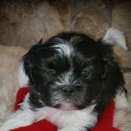 Shih Tzus from Rocky Mtn Shih Tzu