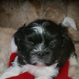 Shih Tzus from Rocky Mtn Shih Tzu