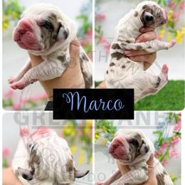 Marco - Harlequin male Great Dane puppy in Sac City, Iowa from Northern Great Danes of Colorado & Iowa