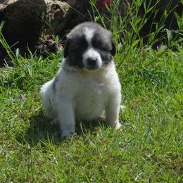 Boy 1 - Biscuit and white Anatolian Shepherd Dog puppy in Black, Alabama from Pine Meadows Farm