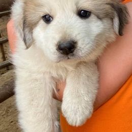 Anatolian Shepherd Dogs and Miniature American Shepherds from Fief Family Farm