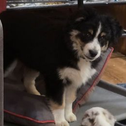 Graham - Black tri male Miniature American Shepherd puppy in Vancouver, Washington from BonDrew's Miniature American Shepherds