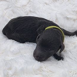 Lime Green- Whobris - Brown male Poodle puppy in Copperas Cove, Texas from Poodles of Valor