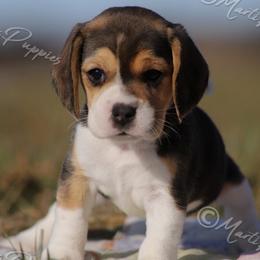 AKC 'Sally Jo' - Black tan and white female Beagle puppy in Lamar, Missouri from Marti Acres ~ Boston Terrier & Beagles