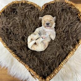Jenny June English Teddybear - Apricot female Goldendoodle puppy in Grove, Oklahoma from Guinn Family Farms