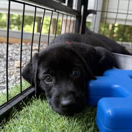 Red Collar Black Male - Black male Labrador Retriever puppy in Gainesville, Georgia from Rucker Retrievers