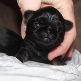 Girl 2 - Black and tan female Brussels Griffon puppy in Huntsville, Alabama from Tammy's Brussels