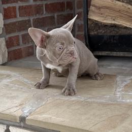 Piggys Isabella Girl - Liver female French Bulldog puppy in Davis, Oklahoma from Dreampups