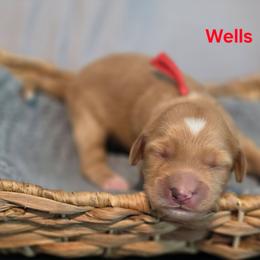 Wells - Apricot male Goldendoodle puppy in Summerville, South Carolina from Channys Doodles