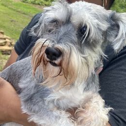 Sparkle - Miniature Schnauzer