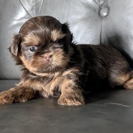 Ginny - Liver female Shih Tzu puppy in Port Huron, Michigan from Shih Tzu Cottage