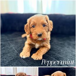 Peppermint - Red male Australian Labradoodle puppy in Summerfield, North Carolina from Four Oaks Labradoodles