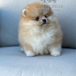 Coco (blue eyes) - Cream parti female Pomeranian puppy in Redlands, California from Torrey Hills Poms