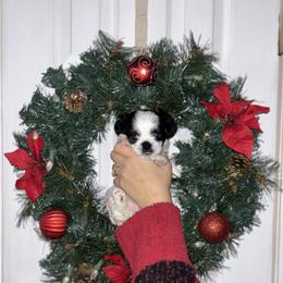 Beanie - Black and white female Shih Tzu puppy in East Haven, Connecticut from Adam & Eve Pups CT