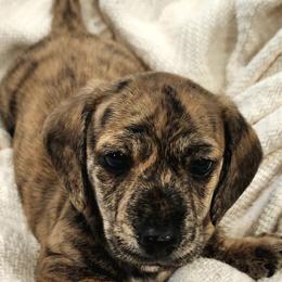 Mickey - Cream male Dachshund puppy in Littlestown, Pennsylvania from Redeemer's Dachshunds