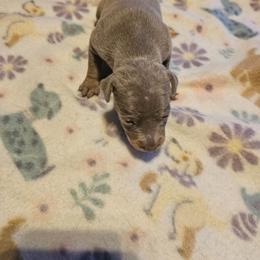 Girl 4 - Fawn (isabella) and tan female Miniature Pinscher puppy in Becker, Minnesota from Marquart Minpins