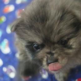Boy, cagney girl, Lacey - Blue merle male Pomeranian puppy in Sanford, Florida from Florida Girl Poms