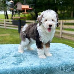 Fido - Blue merle male Bernedoodle puppy in Sugarcreek, Ohio from Cuddly Companion Doodles