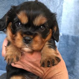 Cavalier King Charles Spaniel Puppies from Ikkes Cavaliers
