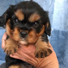 Cavalier King Charles Spaniel Puppies from Ikkes Cavaliers