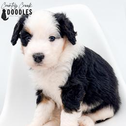Truvy - Tri-color female Bernedoodle puppy in Tipton, Indiana from Country Creek Doodles