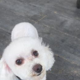 Oakley - Bichon Frise