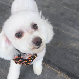 Oakley - Bichon Frise