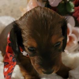 Dachshund Puppies from CLARK'S BREEDING PROGRAM