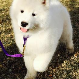 Samoyeds from Sunkaska Samoyeds