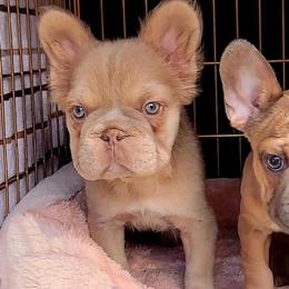 Honeybun - Fawn female French Bulldog puppy in Alexandria, Virginia from Boss Lady Kennel