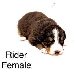 Rider - Black tri-color female Australian Shepherd puppy in Vernal, Utah from Dancing M Kennels
