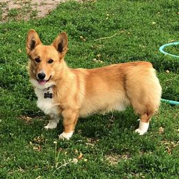 Taz - Pembroke Welsh Corgi