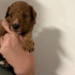 AKC Boy 1 - Red  male Poodle puppy in Southwest Ranches, Florida from Herringbone ‘s Poodles