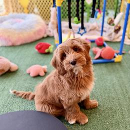 Truffle - Caramel red male Australian Labradoodle puppy in Londonderry, New Hampshire from Granite State Labradoodles