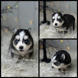 The Cat - Black and white male Pomsky puppy in Rossville, Georgia from Scenic City Pomskies