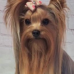 Yorkshire Terriers from John Curl