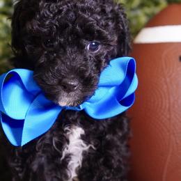 Red Boy - Black male Poodle puppy in Las Vegas, Nevada from Plush Toy Poodle Puppies & Pals