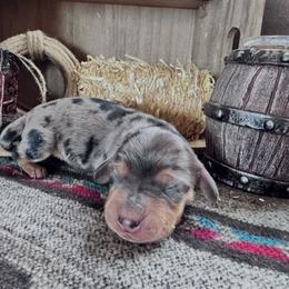 Bingo - Dapple male Dachshund puppy in Duncan, Arizona from Bootheel Doxies