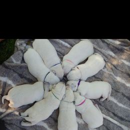 Labrador Retriever Puppies from White River Labradors