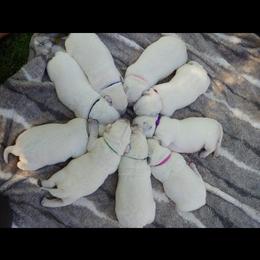 Labrador Retriever Puppies from White River Labradors