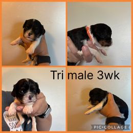 Tri orange - Tri-color male Cavalier King Charles Spaniel puppy in Greenleaf, Wisconsin from Ledgetop Family Cavaliers