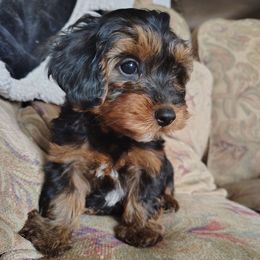 Yoda - Tri-color male Yorkipoo puppy in Woodruff, Arizona from Desert Flower Breeders