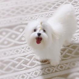 Millie - Maltese